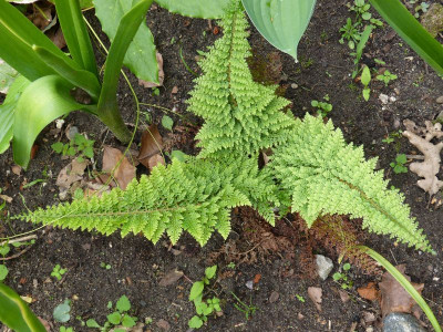 2016-05-30 Farne Polystichum set. 'Weihenstephan' 1.jpg