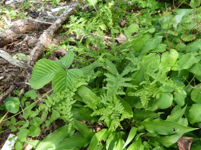 2016-05-30 Farne Athyrium filix-femina 1.jpg