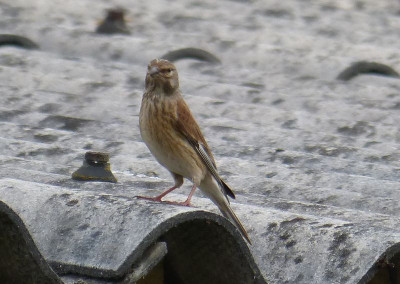 2016-05-30 Gartenvogel 1.jpg