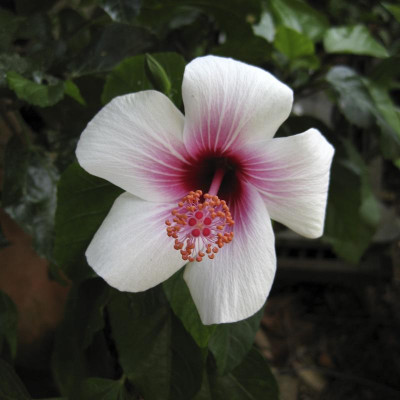 IMG_9000 Fiji White.jpg