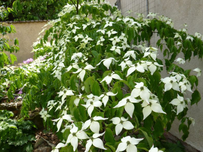 2016-05-30 Cornus kousa 2.jpg