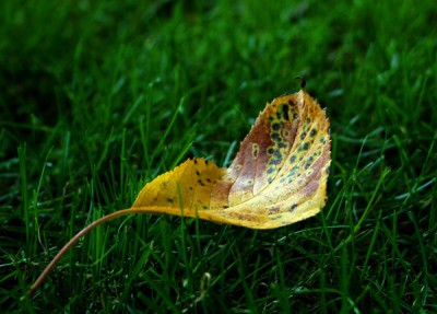 Prunus-Blatt.jpg