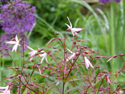 2016-05-30 Gillenia trifoliata 'Pink Profusion'.jpg