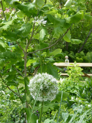 2016-05-30 Allium 'Mount Everest'.jpg