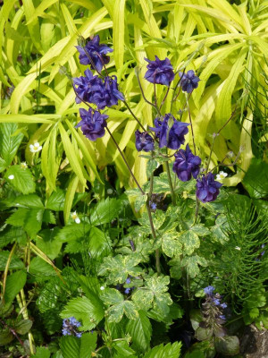2016-05-30 Aquilegia 'Leprechaun Gold'.jpg
