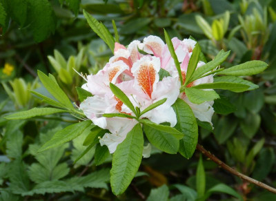 2016-05-30 Rhododendron 2.jpg