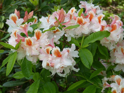 2016-05-30 Rhododendron 1.jpg
