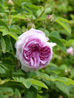 2016-05-30 Rosen 'Blush Hip'.jpg