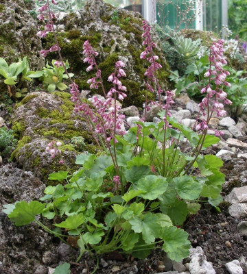 Heuchera pulchella 30.05.16.JPG