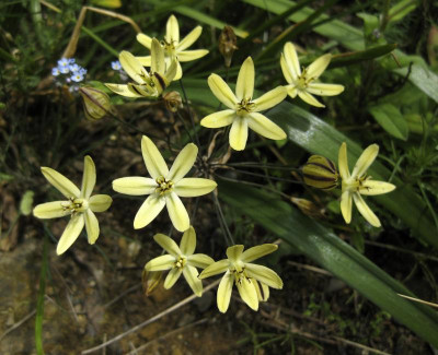 IMG_9023 Triteleia Starlight.jpg