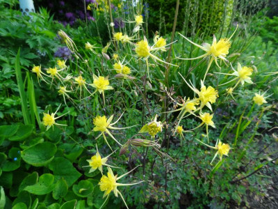 Aquilegia chaplinei.JPG