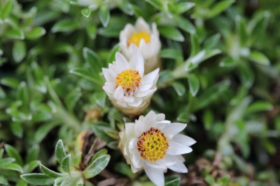 Helichrysum convertifolium 30.05.16.JPG