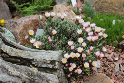 Helichrysum retortoides 30.05.16.JPG