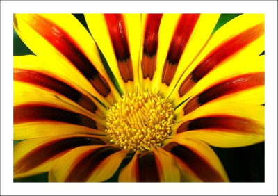 Gazania_1_24-09-2006.jpg