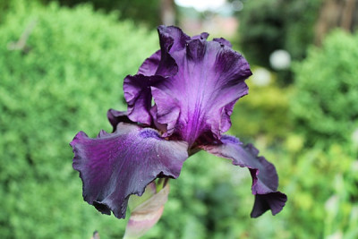 Iris Superstition.JPG