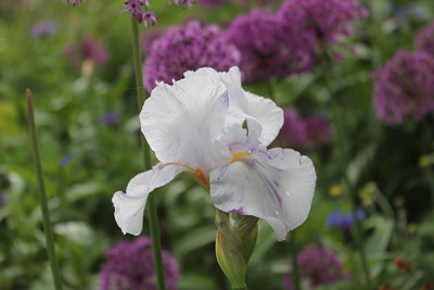 Iris Bohnsack.JPG