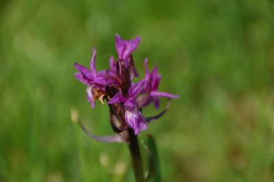 DSC_5383.JPG