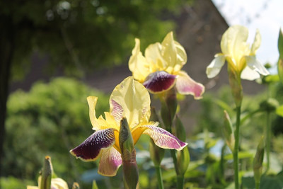 iris nibelungen.JPG