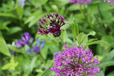 Centaurea montana 'Merel'.JPG