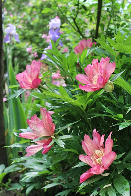 Paeonia  'Julia Rose'.JPG