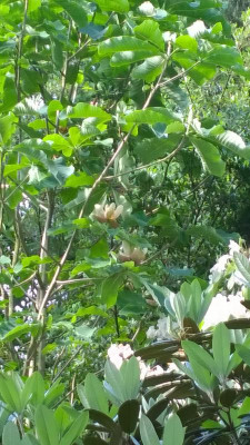 WP_20160529_008 Magnolia officinalis var.biloba.jpg