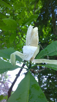 WP_20160529_003 Magnolia tripetala.jpg