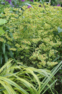 euphorbia.JPG
