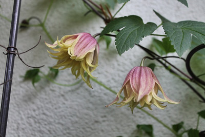 Clematis koreana Dusky.JPG