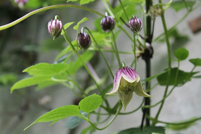 Clematis chiisanensis Monika.JPG