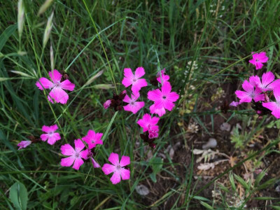 Dianthus 05-2016.JPG