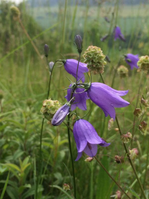 Campanula 05-2016.JPG