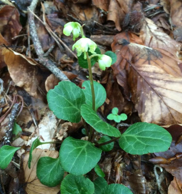 Pyrola chlorantha 05-2016.jpg