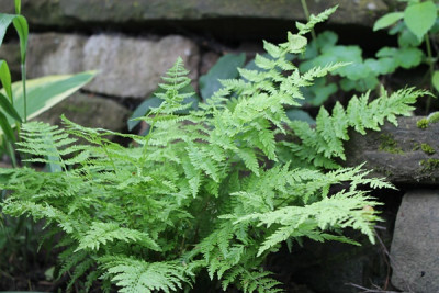 Athyrium filix-femina 'Plumosum'.JPG