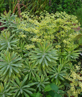 Euphorbia_martinii-AscotRainbow.14-2.jpg