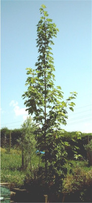 Ahorn-4.jpg