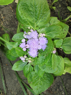 tschechische_Blume.JPG