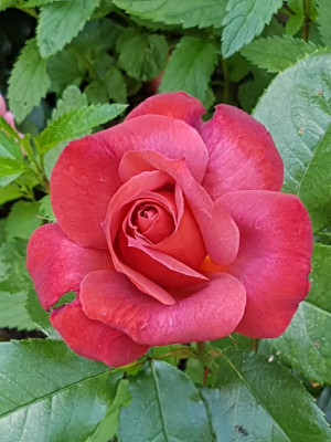Rose Hot Chocolate.jpg