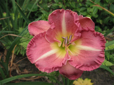 211-1172ab_IMG.jpg