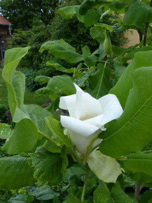 2016-05-31 Magnolia macrophylla 'Ashei' 1.jpg