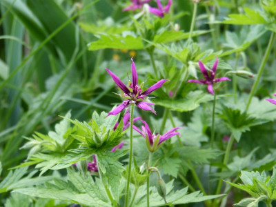 2016-05-31 Geranium oxonianum (x) 'Catherine Deneuve'.jpg