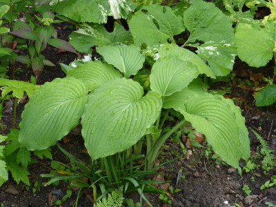 2016-05-31 Hosta 'Niagara Falls'.jpg