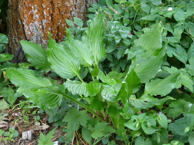 2016-05-31 Hosta 'Bridegroom'.jpg
