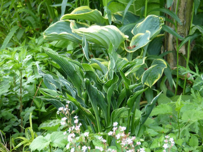 2016-05-31 Hosta 'Praying Hands'.jpg