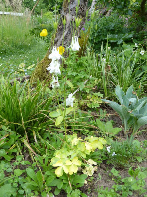 2016-05-31 Aquilegia 'Mellow Yellow'.jpg