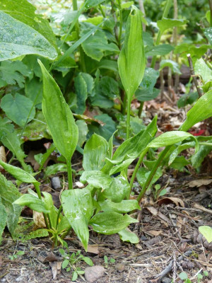 2016-05-31 Hosta 'German Sauerkraut'.jpg