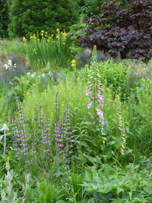 2016-05-31 Digitalis.jpg