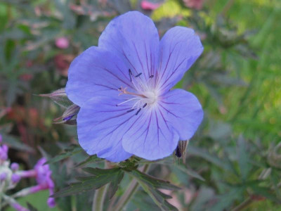 Geranium Reiter slg Teich [1280x768].jpg