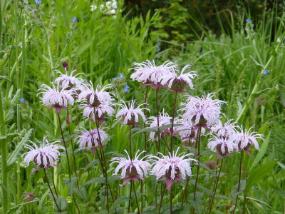 2016-05-31 Monarda bradburiana.jpg