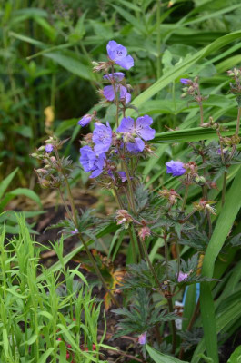 Geranium_pratense-VictorReiter.16-1.jpg