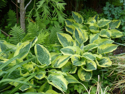 2016-05-31 Hosta 'Wide Brim'.jpg